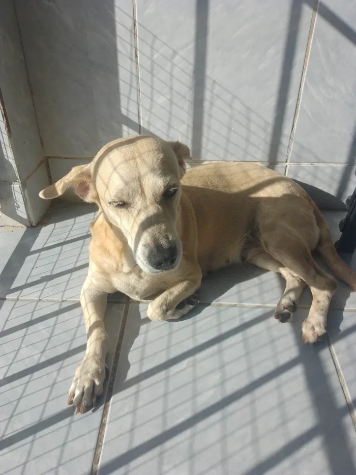 Cachorro ra a SRD-ViraLata idade 6 ou mais anos nome Mel