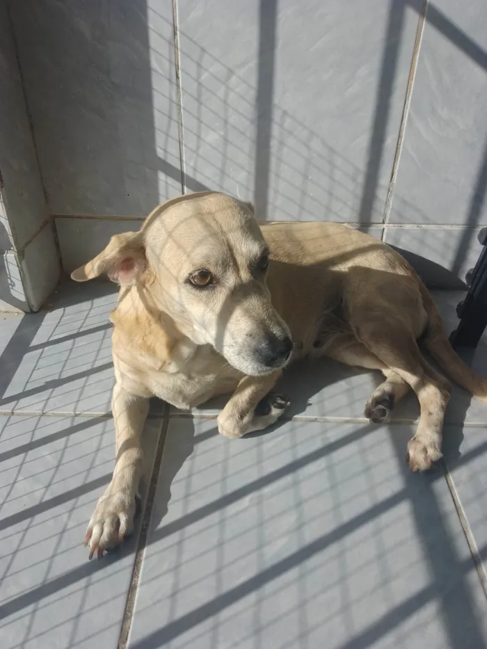 Cachorro ra a SRD-ViraLata idade 6 ou mais anos nome Mel