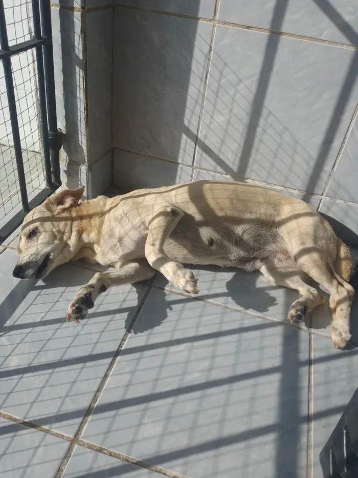 Cachorro ra a SRD-ViraLata idade 6 ou mais anos nome Mel