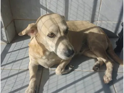 Cachorro raça SRD-ViraLata idade 6 ou mais anos nome Mel