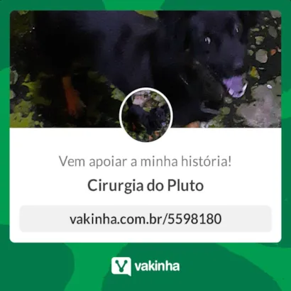 Cachorro raça SRD-ViraLata idade 6 ou mais anos nome Pluto