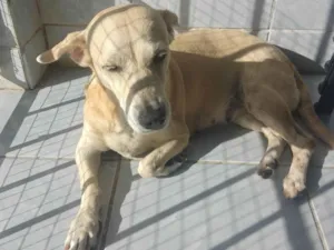 Cachorro raça SRD-ViraLata idade 6 ou mais anos nome Mel