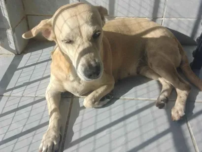 Cachorro raça SRD-ViraLata idade 6 ou mais anos nome Mel