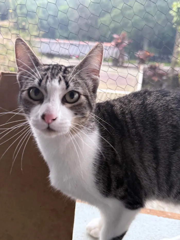 Gato ra a SRD-ViraLata idade 2 a 6 meses nome Não possui nome 