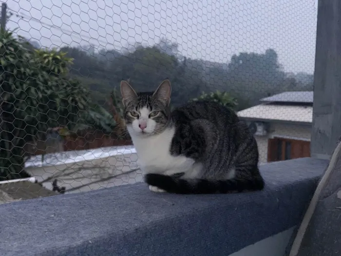 Gato ra a SRD-ViraLata idade 2 a 6 meses nome Não possui nome 