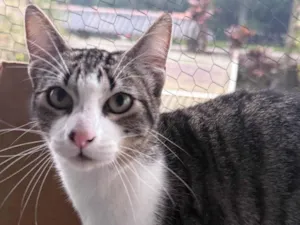Gato raça SRD-ViraLata idade 2 a 6 meses nome Não possui nome 