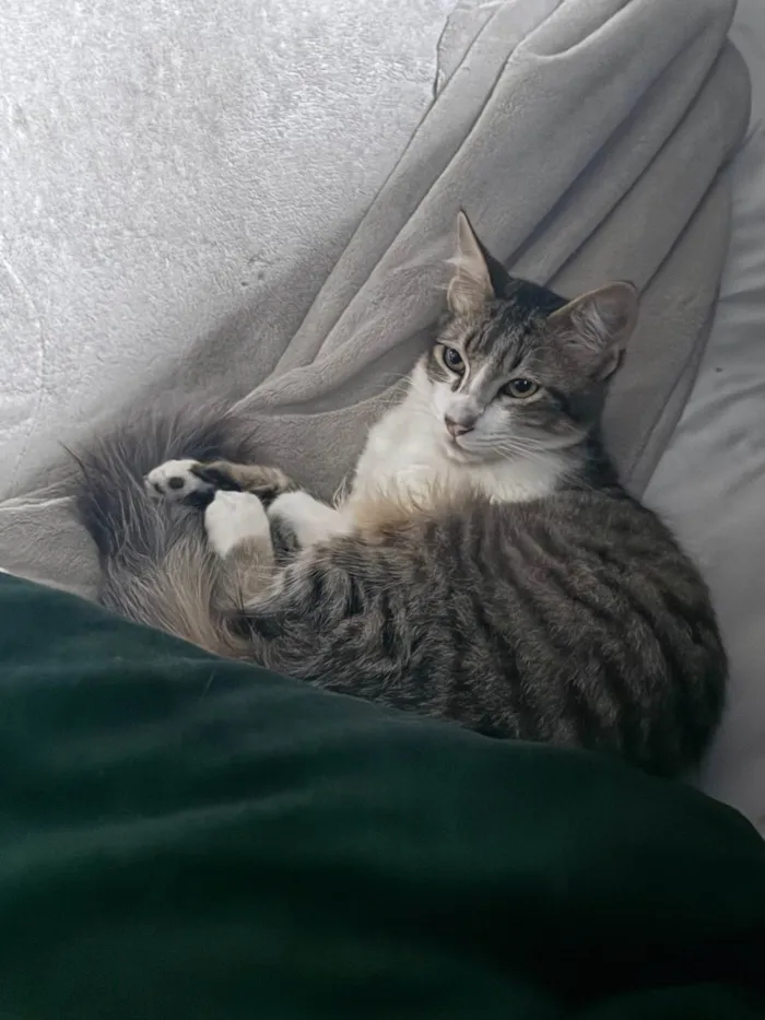 Gato ra a SRD-ViraLata idade 2 a 6 meses nome Não possui nome 