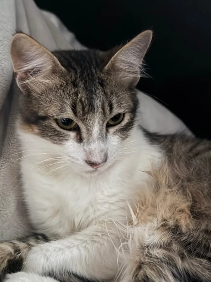 Gato ra a SRD-ViraLata idade 2 a 6 meses nome Não possui nome 