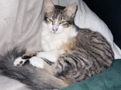 Gato raça SRD-ViraLata idade 2 a 6 meses nome Não possui nome 