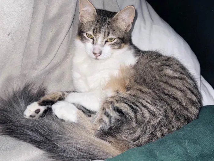 Gato ra a SRD-ViraLata idade 2 a 6 meses nome Não possui nome 