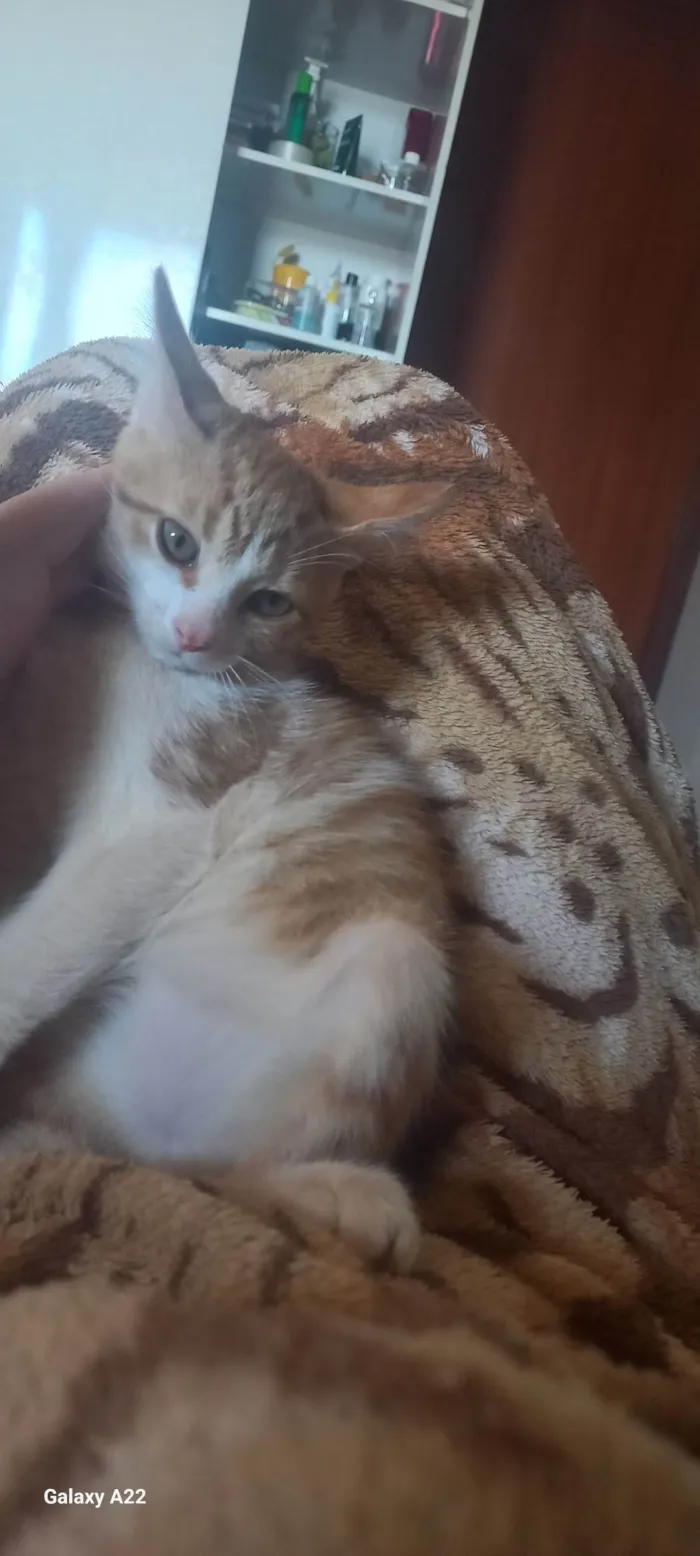 Gato ra a SRD-ViraLata idade 2 a 6 meses nome Caramelo