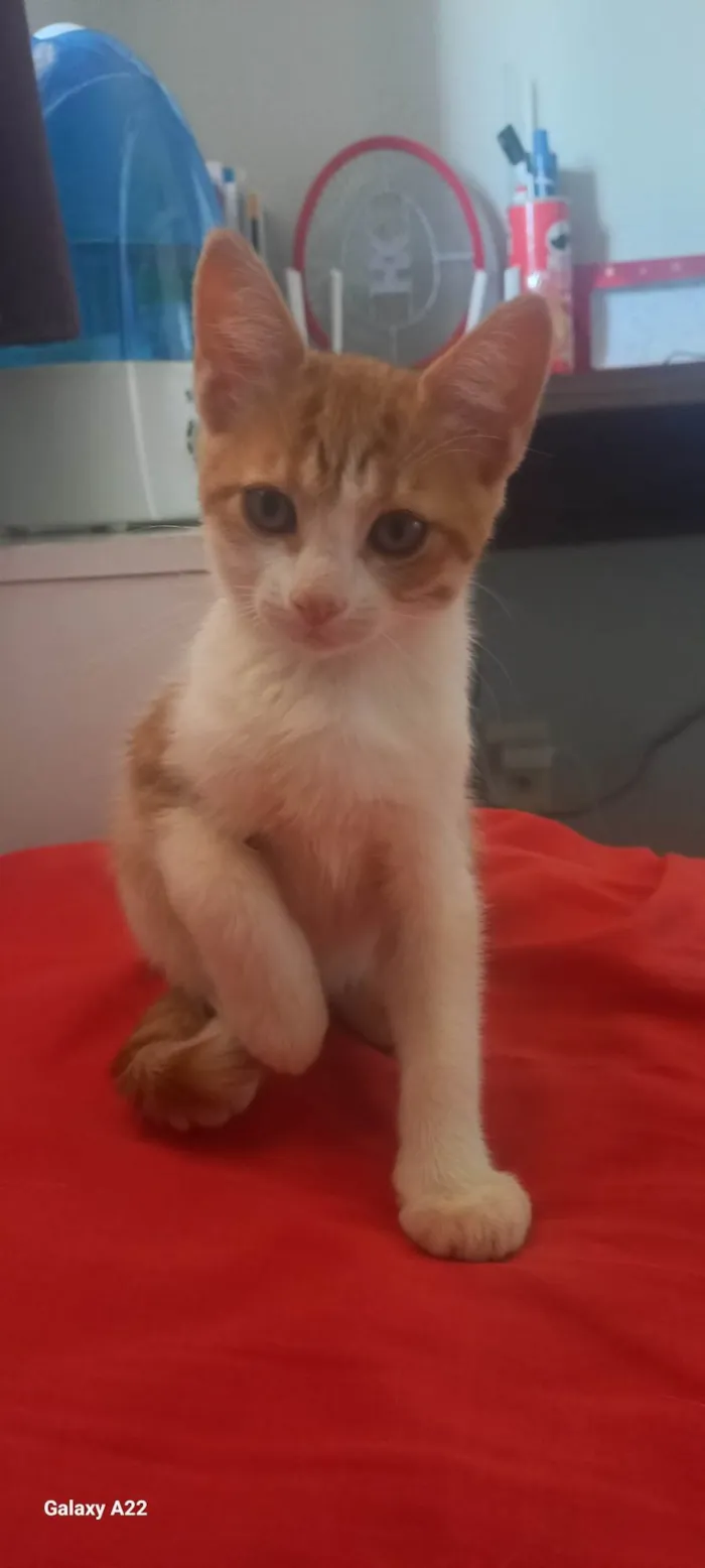 Gato ra a SRD-ViraLata idade 2 a 6 meses nome Caramelo