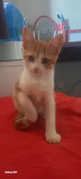 Caramelo