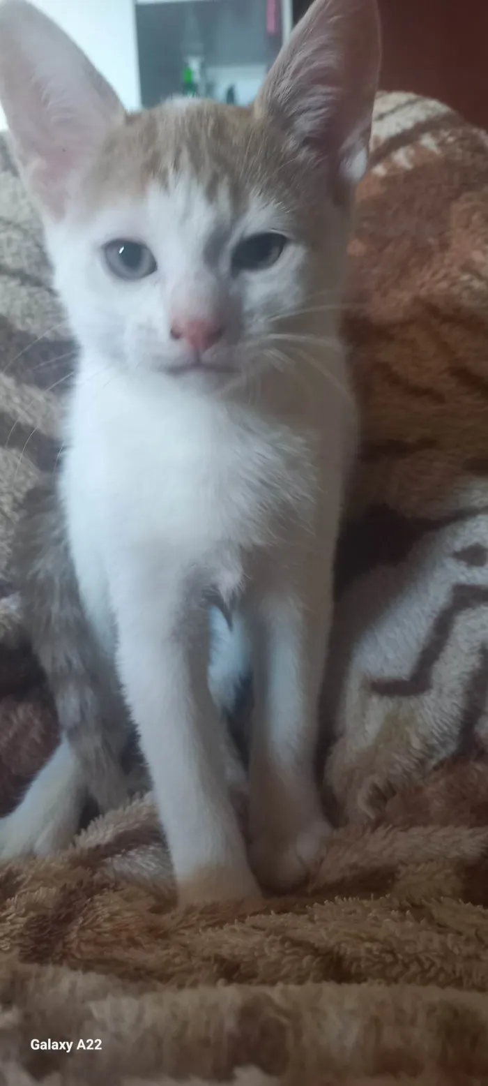 Gato ra a SRD-ViraLata idade 2 a 6 meses nome Hulk