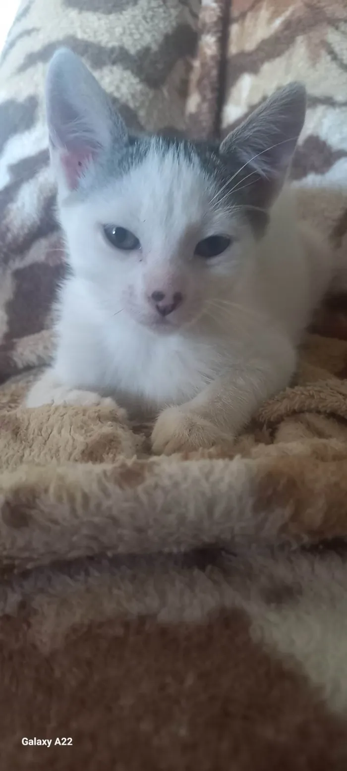 Gato ra a SRD-ViraLata idade 2 a 6 meses nome Primogenita