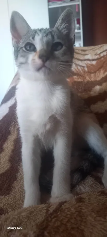 Gato raça SRD-ViraLata idade 2 a 6 meses nome Floki