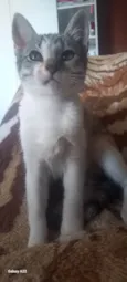 Floki