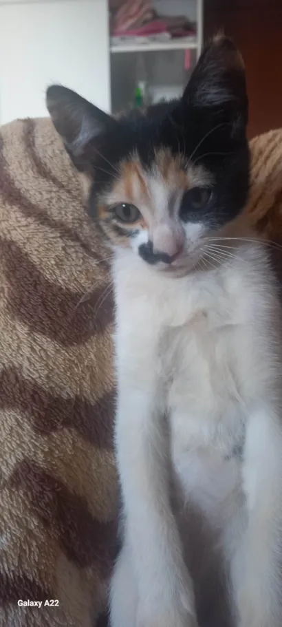 Gato raça SRD-ViraLata idade 2 a 6 meses nome Athena