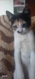 Athena