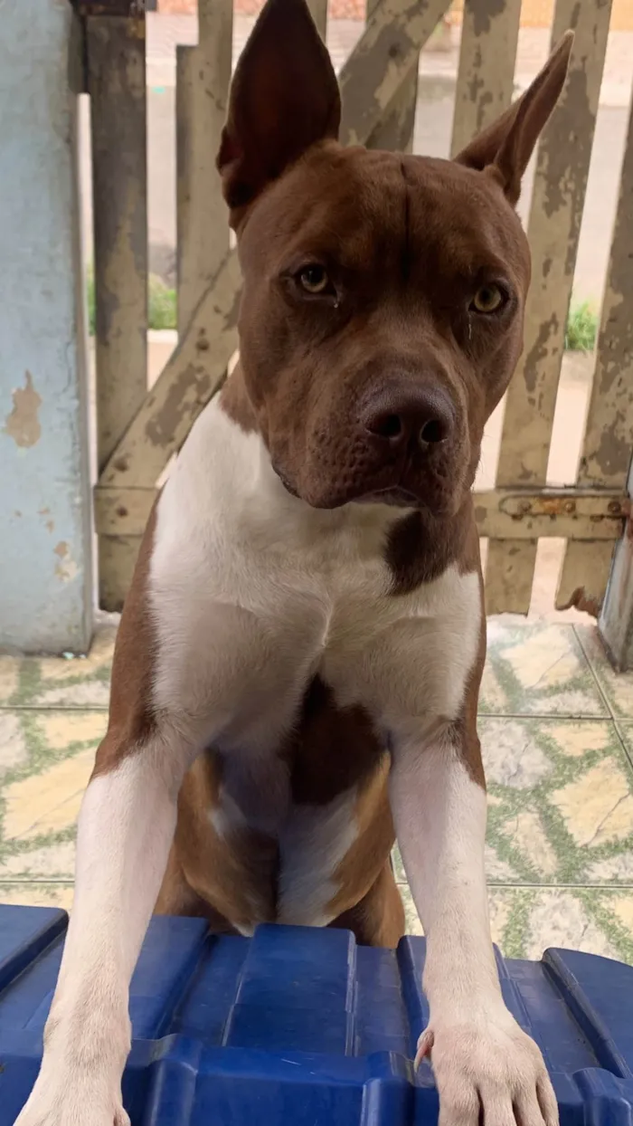 Cachorro ra a Pit-Bull idade 1 ano nome Thor