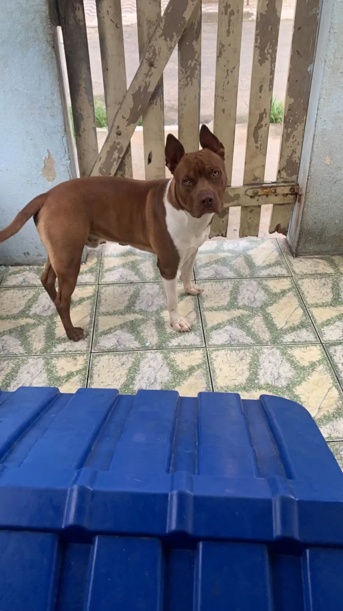 Cachorro ra a Pit-Bull idade 1 ano nome Thor