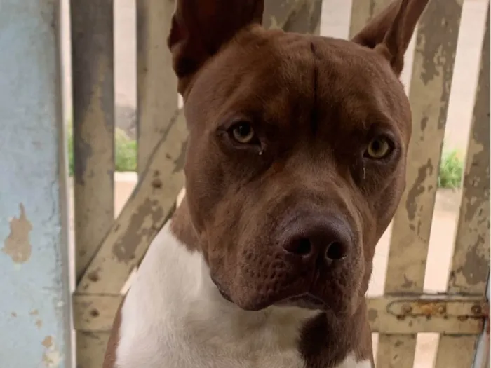 Cachorro ra a Pit-Bull idade 1 ano nome Thor