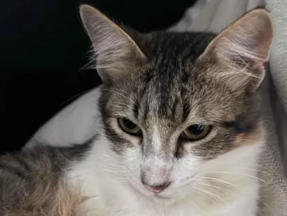 Gato raça SRD-ViraLata idade 2 a 6 meses nome Não possui nome 