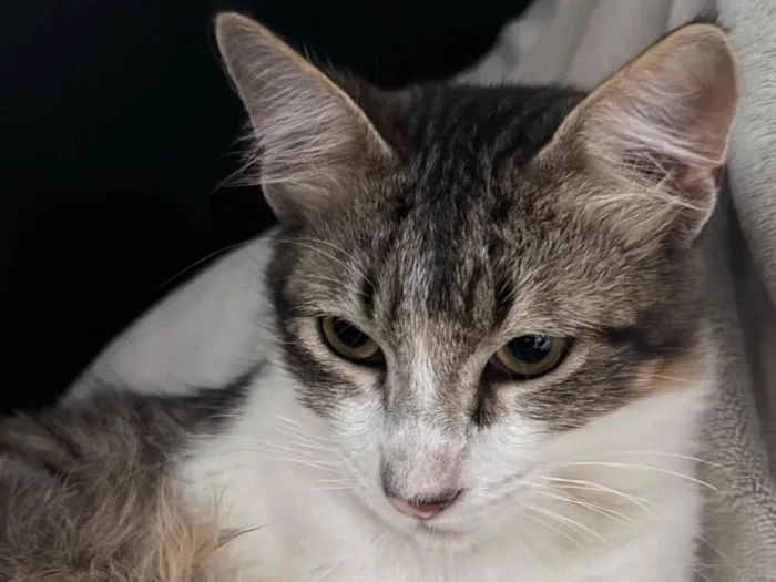 Gato ra a SRD-ViraLata idade 2 a 6 meses nome Não possui nome 