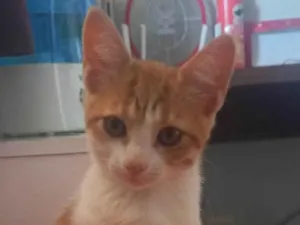 Gato raça SRD-ViraLata idade 2 a 6 meses nome Caramelo