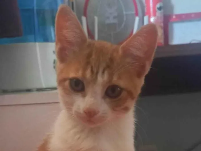 Gato ra a SRD-ViraLata idade 2 a 6 meses nome Caramelo