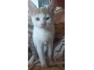 Gato raça SRD-ViraLata idade 2 a 6 meses nome Hulk
