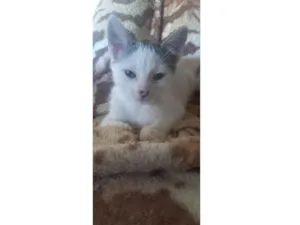 Gato raça SRD-ViraLata idade 2 a 6 meses nome Primogenita