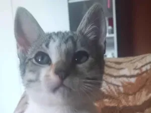 Gato raça SRD-ViraLata idade 2 a 6 meses nome Floki