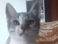 Floki
