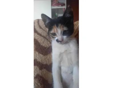 Gato raça SRD-ViraLata idade 2 a 6 meses nome Athena