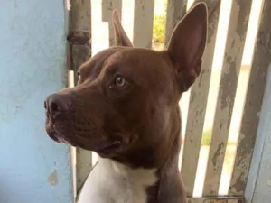 Cachorro raça Pit-Bull idade 1 ano nome Thor
