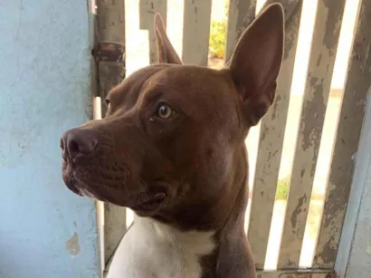 Cachorro raça Pit-Bull idade 1 ano nome Thor