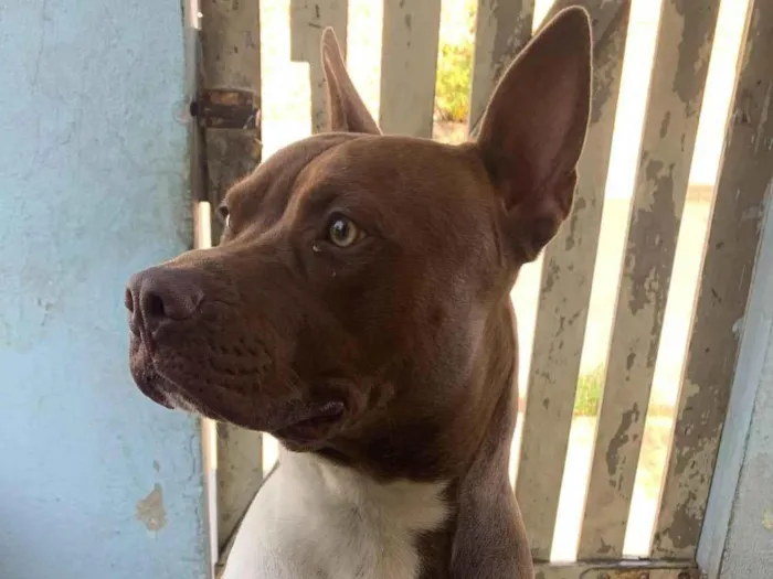 Cachorro ra a Pit-Bull idade 1 ano nome Thor