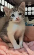 Lisa