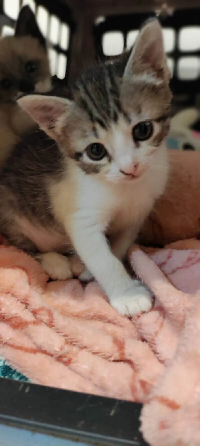 Gato ra a SRD-ViraLata idade Abaixo de 2 meses nome Lisa