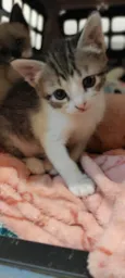 Lisa