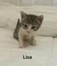 Lisa