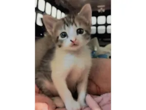 Gato raça SRD-ViraLata idade Abaixo de 2 meses nome Lisa