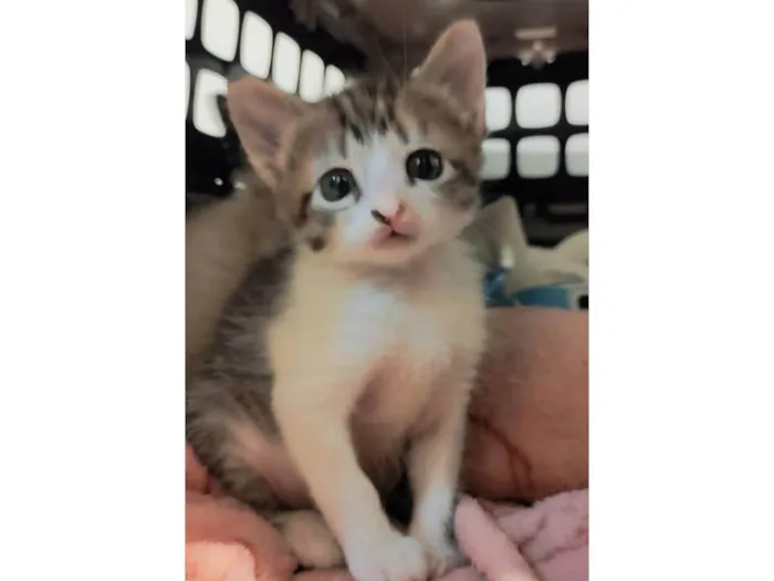 Gato ra a SRD-ViraLata idade Abaixo de 2 meses nome Lisa