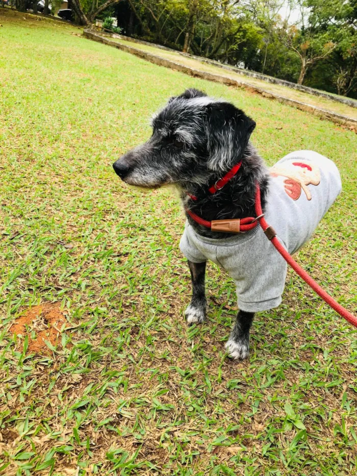 Cachorro ra a SRD-ViraLata idade 6 ou mais anos nome Pedrinho