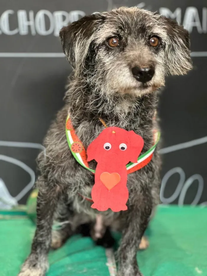 Cachorro ra a SRD-ViraLata idade 6 ou mais anos nome Pedrinho