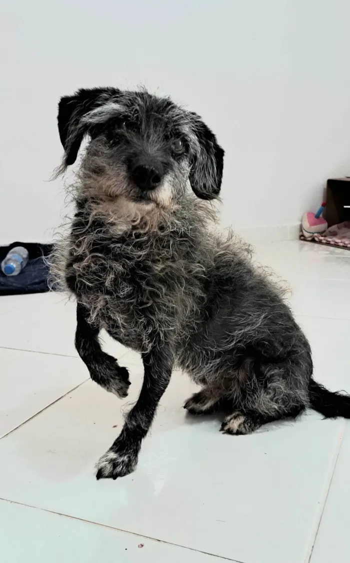 Cachorro ra a SRD-ViraLata idade 6 ou mais anos nome Pedrinho