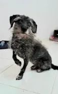 Pedrinho