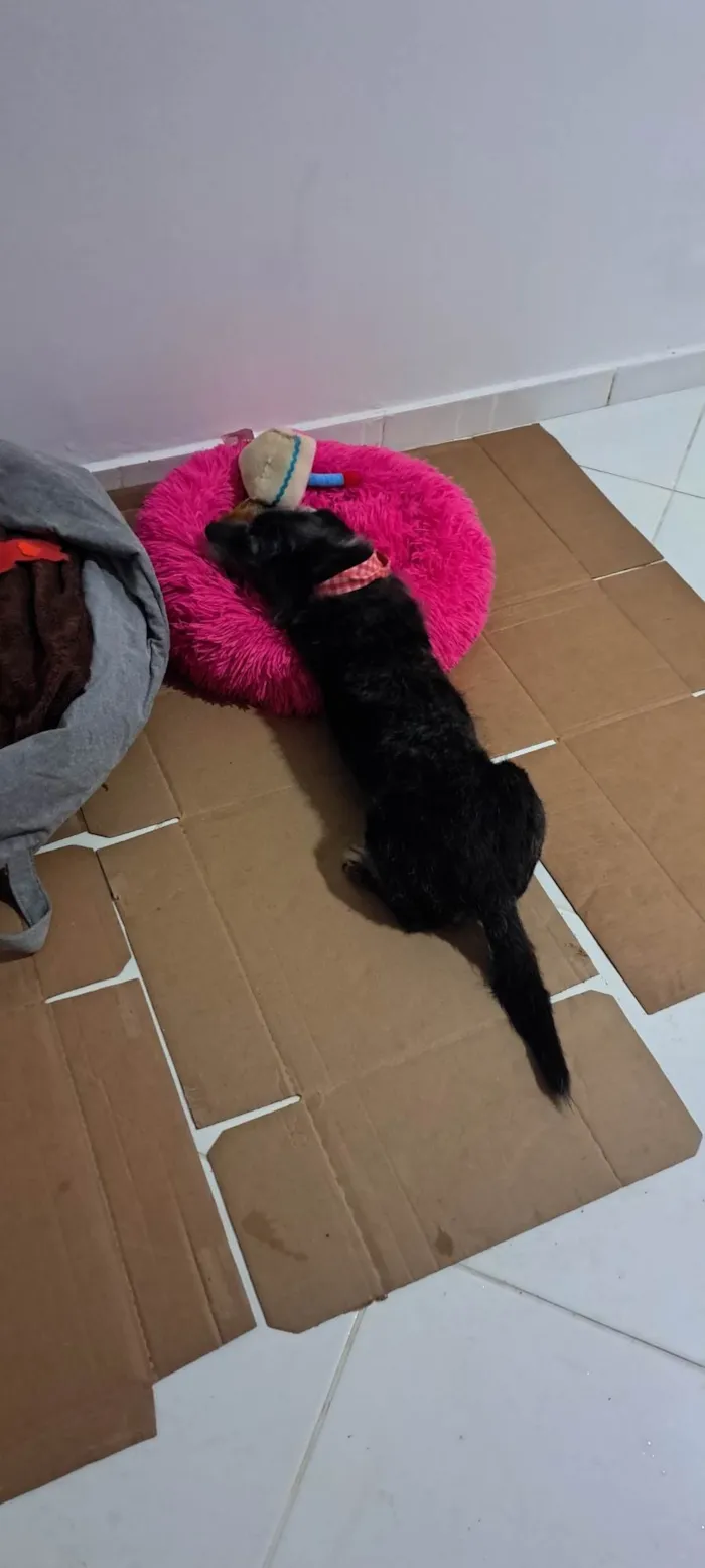 Cachorro ra a SRD-ViraLata idade 6 ou mais anos nome Pedrinho