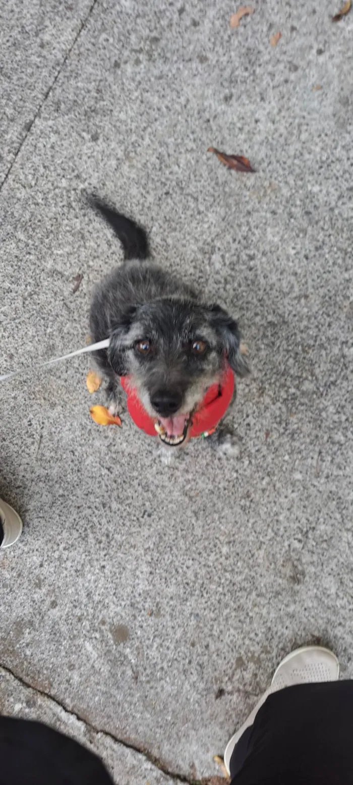 Cachorro ra a SRD-ViraLata idade 6 ou mais anos nome Pedrinho